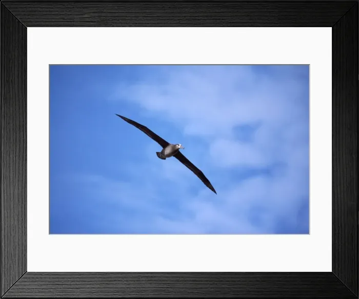 Framed Print : Black-footed Albatross - in flight Midway Pacific