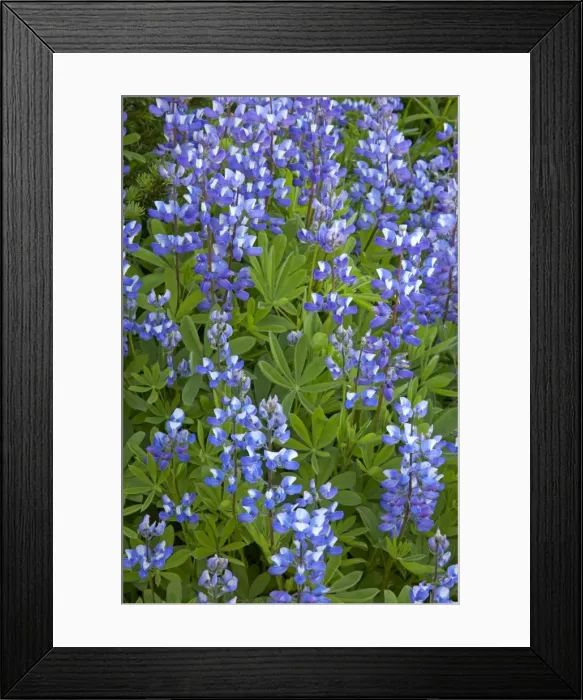 Framed Print : Broadleaf Lupin Paradise, Mount Rainier National Park, Washington State, USA PL000478 Framed Print : Broadleaf Lupin Paradise, Mount Rainier National Park, Washington State, USA PL000478