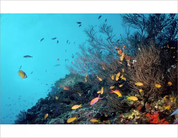 Coral Reef off the lagoons of The Maldives - Indian Ocean