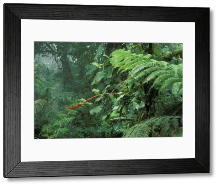 Framed Print : Rainforest Flowering bromeliad, Monteverde Cloud Forest Reserve, Costa Rica Framed Print : Rainforest Flowering bromeliad, Monteverde Cloud Forest Reserve, Costa Rica