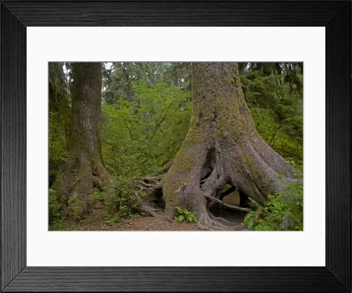 Framed Print : Two Adult Trees growing from Nurse Log Hoh Rain Forest, Olympic National Park, Washington State, USA LA001684 Framed Print : Two Adult Trees growing from Nurse Log Hoh Rain Forest, Olympic National Park, Washington State, USA LA001684