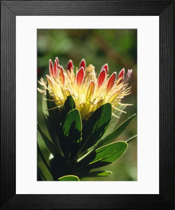 Framed Print : Protea Kirstenbosch Botanical Gardens Cape Town, South Africa Framed Print : Protea Kirstenbosch Botanical Gardens Cape Town, South Africa
