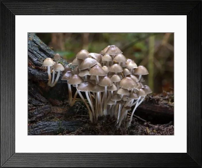 Framed Print : Fungi Mycena inclinata on rotting conifer stump October Knapp Wood Nature Reserve E. Sussex, UK Framed Print : Fungi Mycena inclinata on rotting conifer stump October Knapp Wood Nature Reserve E. Sussex, UK