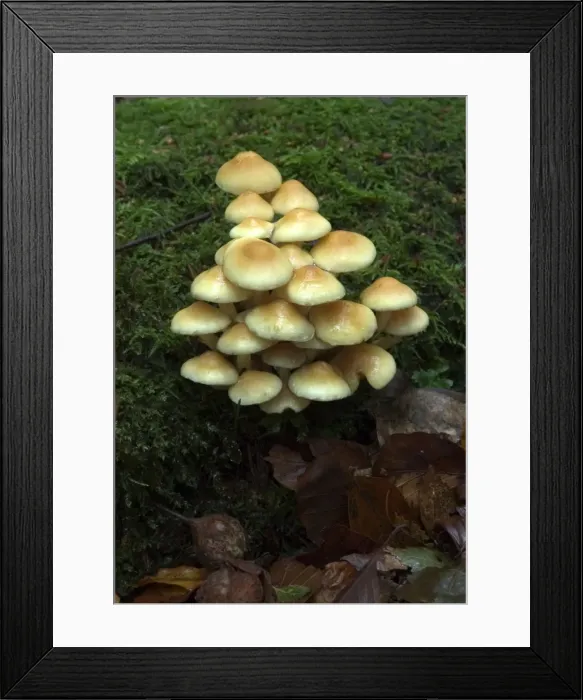 Framed Print : Fungi Group of Sulphur Tuft on mossy stump October Knapp Wood Nature Reserve E. Sussex, UK Framed Print : Fungi Group of Sulphur Tuft on mossy stump October Knapp Wood Nature Reserve E. Sussex, UK