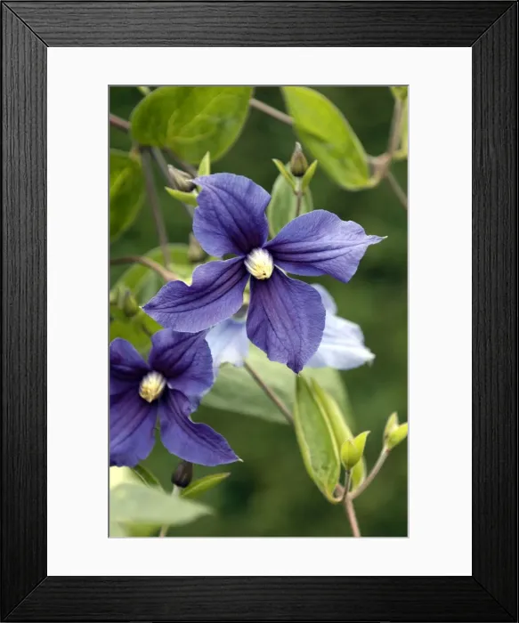 Framed Print : Clematis Durandii East Sussex Garden, UK
