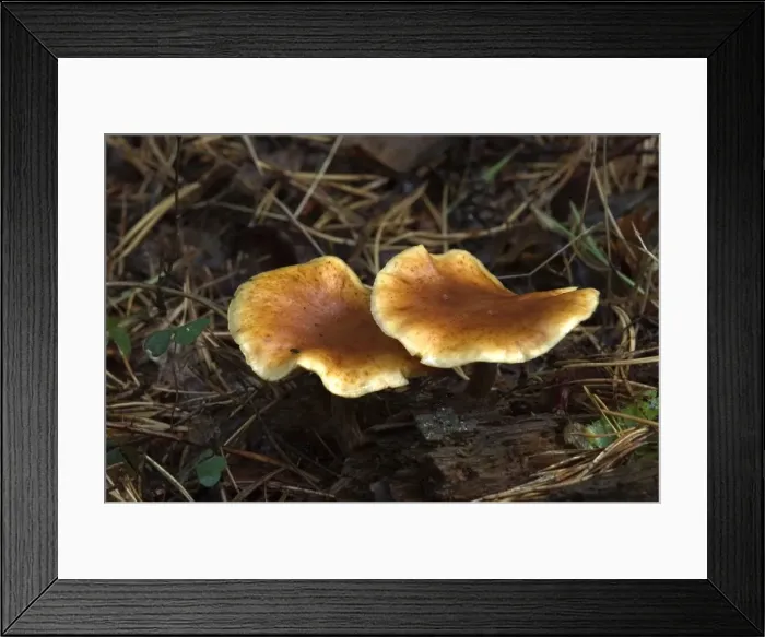 Framed Print : Fungi Lepista inversa at base of conifer October Knapp Wood Nature Reserve E. Sussex, UK Framed Print : Fungi Lepista inversa at base of conifer October Knapp Wood Nature Reserve E. Sussex, UK