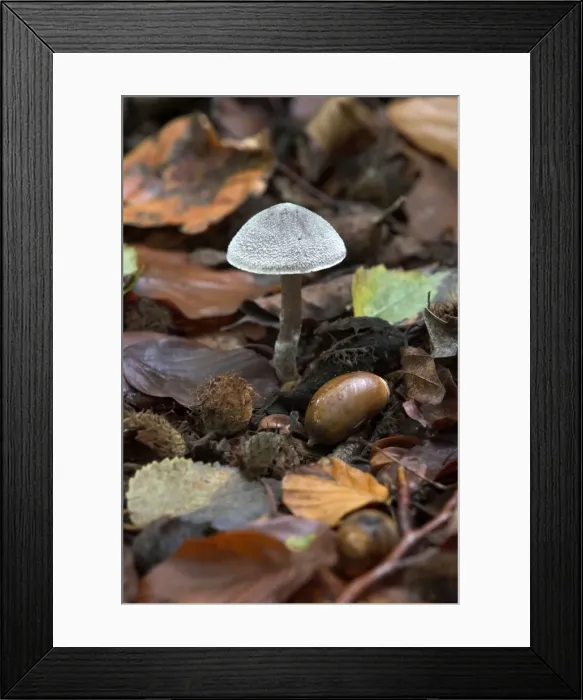 Framed Print : Fungi Entoloma strigosissimum October Knapp Wood Nature Reserve E. Sussex, UK Framed Print : Fungi Entoloma strigosissimum October Knapp Wood Nature Reserve E. Sussex, UK
