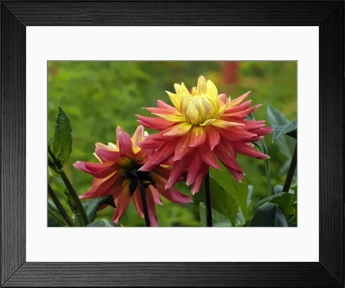 Framed Print : Dahlia Brandaris Kent Garden, UK Framed Print : Dahlia Brandaris Kent Garden, UK