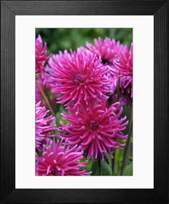 Framed Print : Dahlia Purple Gem East Sussex Garden, UK Framed Print : Dahlia Purple Gem East Sussex Garden, UK