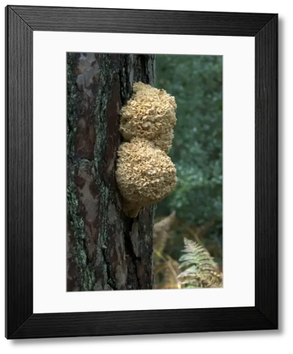 Framed Print : Fungi Cauliflower / Brain Fungus October Knapp Wood Nature Reserve E. Sussex, UK Framed Print : Fungi Cauliflower / Brain Fungus October Knapp Wood Nature Reserve E. Sussex, UK