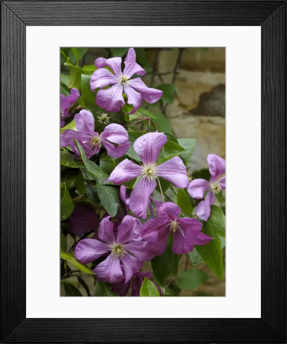 Framed Print : Clematis Margot Kester East Sussex Garden, UK Framed Print : Clematis Margot Kester East Sussex Garden, UK