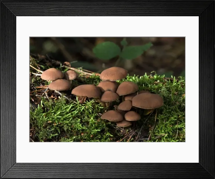 Framed Print : Fungi Psathyrella hydrophila On trunk in broad-leaf woods October Knapp Wood Nature Reserve E. Sussex, UK