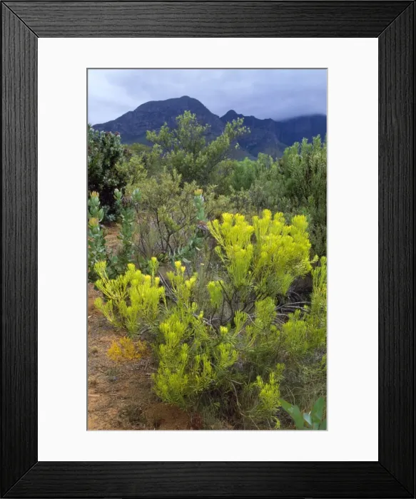 Framed Print : South Africa - common sunshine conebush (Leucadendron salignum) Helderberg Nature Reserve, Western Cape, South Africa Framed Print : South Africa - common sunshine conebush (Leucadendron salignum) Helderberg Nature Reserve, Western Cape, South Africa