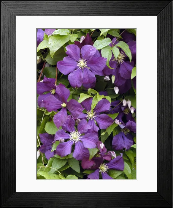 Framed Print : Clematis Etoile Violette East Sussex Garden. July Viticella Framed Print : Clematis Etoile Violette East Sussex Garden. July Viticella