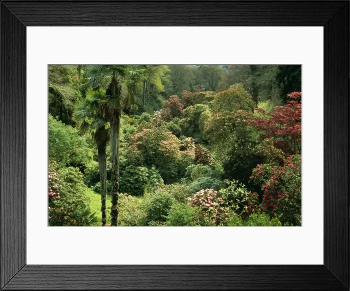 Framed Print : Rhododendroms a mingling of palms & a canopy of century old Rhododendroms. Trebah garden, Cornwall, UK Framed Print : Rhododendroms a mingling of palms & a canopy of century old Rhododendroms. Trebah garden, Cornwall, UK