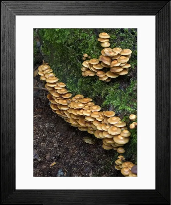 Framed Print : Fungi Galerina mutabilis on stump in deciduous woods October Knapp Wood Nature Reserve E. Sussex, UK Framed Print : Fungi Galerina mutabilis on stump in deciduous woods October Knapp Wood Nature Reserve E. Sussex, UK