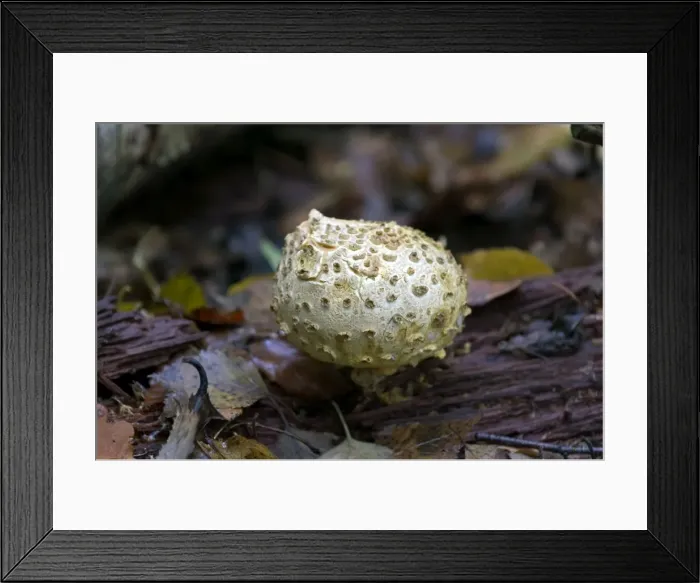 Framed Print : Fungi Common Earth Ball October Knapp Wood Nature Reserve E. Sussex, UK Framed Print : Fungi Common Earth Ball October Knapp Wood Nature Reserve E. Sussex, UK