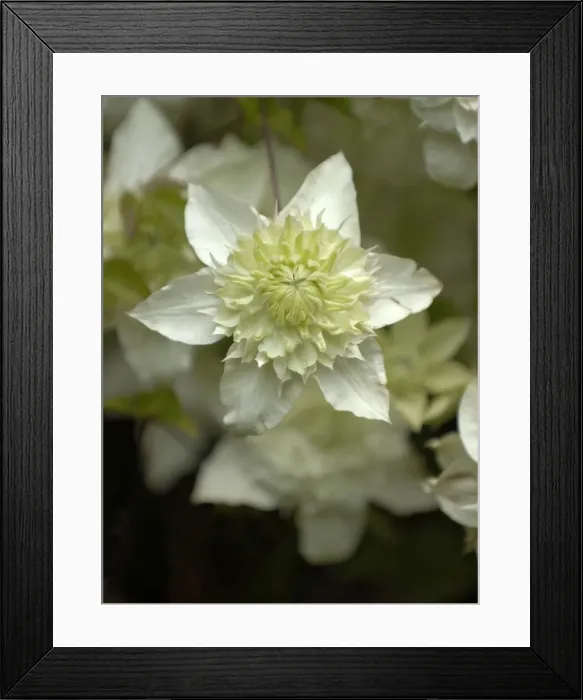 Framed Print : Clematis Seiboldii Florida Alba Plena Framed Print : Clematis Seiboldii Florida Alba Plena