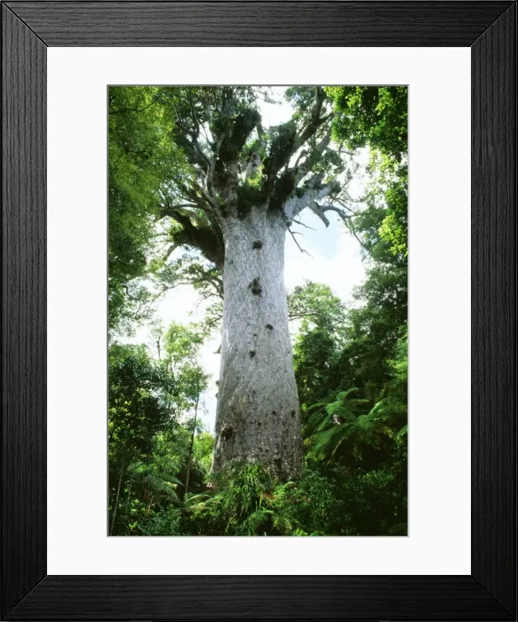 Framed Print : Giant Kauri Tree - Possibly 2000 years old with girth of 13. 8m and height of 51. 5m. Resins used to make various bi-products. New Zealand North island Framed Print : Giant Kauri Tree - Possibly 2000 years old with girth of 13. 8m and height of 51. 5m. Resins used to make various bi-products. New Zealand North island
