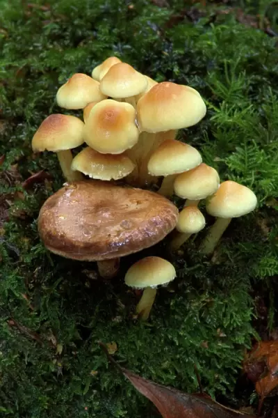 Fungi Group of Sulphur Tuft (with Lactarius circellatus) October Knapp Wood Nature Reserve E. Sussex, UK