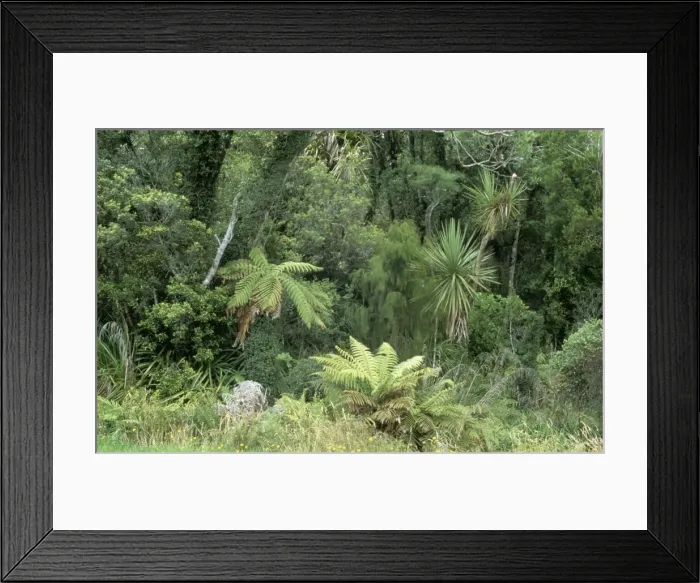 Framed Print : New Zealand DAD 1512 Rain forest near mangonui, evidence of low cloud and very damp conditions with draping Lichen, tree stanglers, and Epyphites. © David Dixon / ARDEA LONDON Framed Print : New Zealand DAD 1512 Rain forest near mangonui, evidence of low cloud and very damp conditions with draping Lichen, tree stanglers, and Epyphites. © David Dixon / ARDEA LONDON