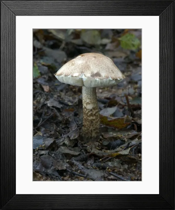 Framed Print : Fungi Brown Birch Bolete October Knapp Wood Nature Reserve E. Sussex, UK Framed Print : Fungi Brown Birch Bolete October Knapp Wood Nature Reserve E. Sussex, UK