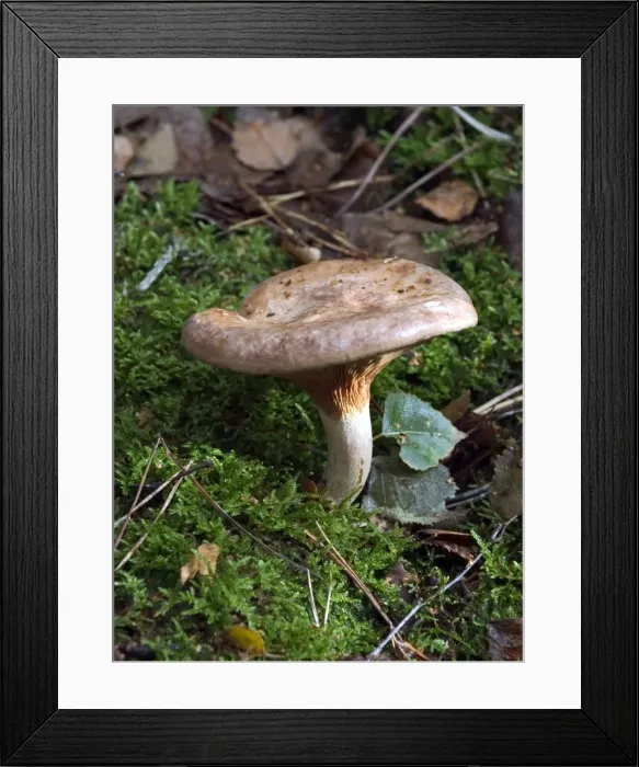 Framed Print : Fungi Roll Rim In broad-leaf woods, favouring birch October Knapp Wood Nature Reserve E. Sussex, UK