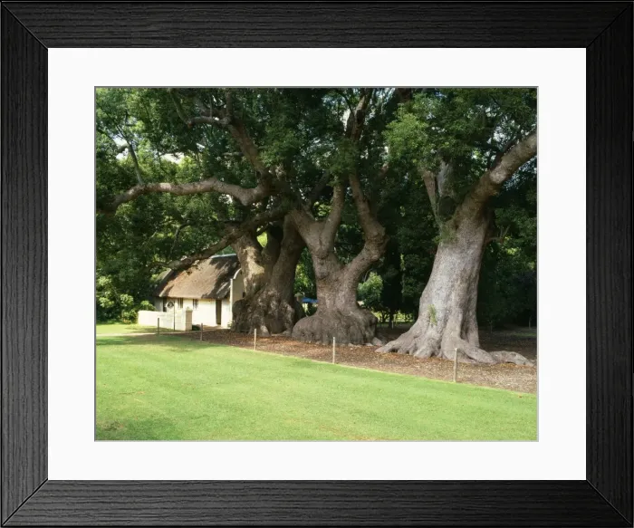 Framed Print : Chinese Camphor Tree - planted in 1700, declared National Monument 1943 Vergelegen, South Africa Framed Print : Chinese Camphor Tree - planted in 1700, declared National Monument 1943 Vergelegen, South Africa