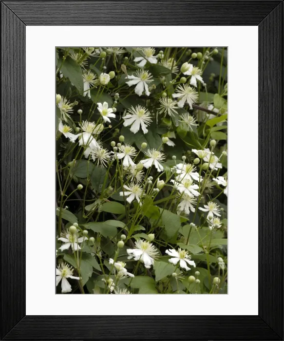 Framed Print : Clematis Paul Farges East Sussex Garden, UK Framed Print : Clematis Paul Farges East Sussex Garden, UK