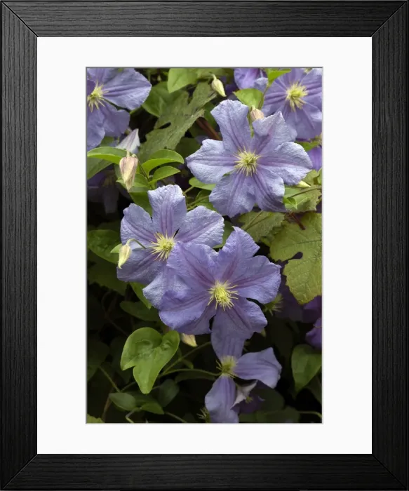 Framed Print : Clematis Perle D'Azur Kent Garden, UK Framed Print : Clematis Perle D'Azur Kent Garden, UK
