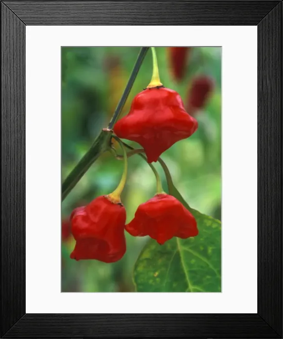 Framed Print : Pepper - Trial specimen (under glass) in a beautifully restored Victorian greenhouse at West Dean Gardens, West Sussex. UK. Sept Framed Print : Pepper - Trial specimen (under glass) in a beautifully restored Victorian greenhouse at West Dean Gardens, West Sussex. UK. Sept