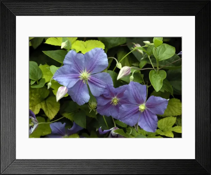 Framed Print : Clematis Perle D'Azur East Sussex Garden, UK Framed Print : Clematis Perle D'Azur East Sussex Garden, UK