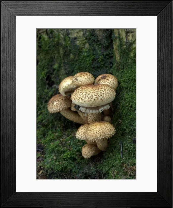 Framed Print : Fungi Shaggy pholiota October Knapp Wood Nature Reserve E. Sussex, UK Framed Print : Fungi Shaggy pholiota October Knapp Wood Nature Reserve E. Sussex, UK