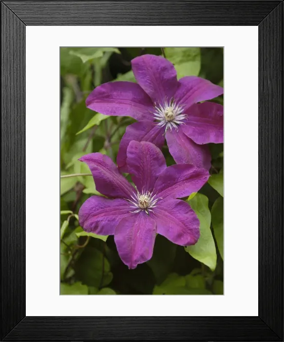 Framed Print : Clematis Vitecella Polish Spirit E. Sussex Garden, July Framed Print : Clematis Vitecella Polish Spirit E. Sussex Garden, July