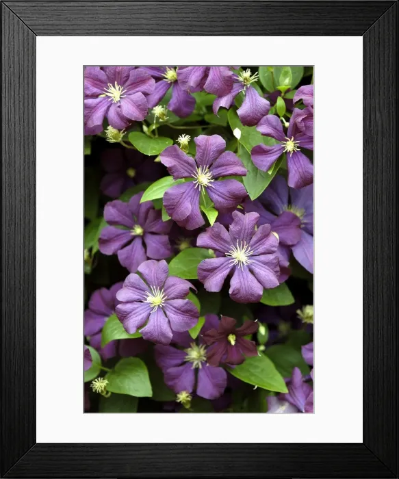 Framed Print : Clematis Viticella Etoile Violette East Sussex garden, UK Framed Print : Clematis Viticella Etoile Violette East Sussex garden, UK