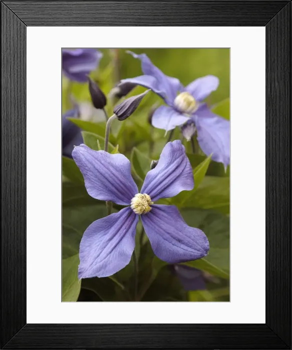 Framed Print : Clematis x Durandii East Sussex Garden. July Framed Print : Clematis x Durandii East Sussex Garden. July