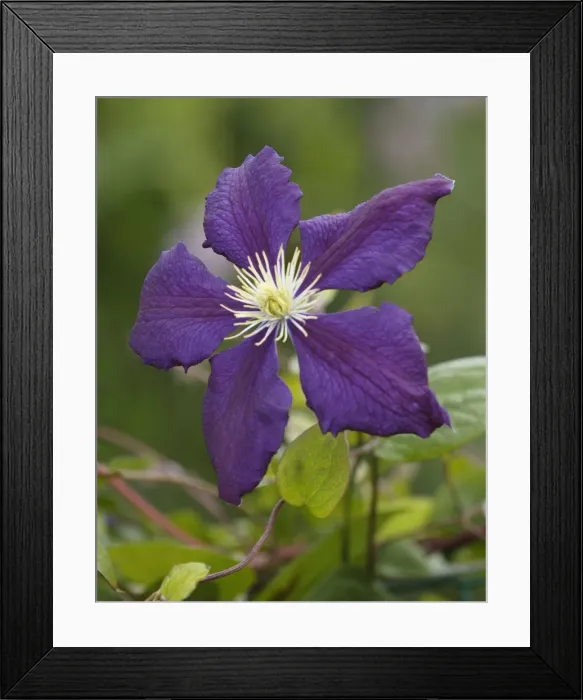 Framed Print : Clematis Wisley East Sussex garden. July Framed Print : Clematis Wisley East Sussex garden. July