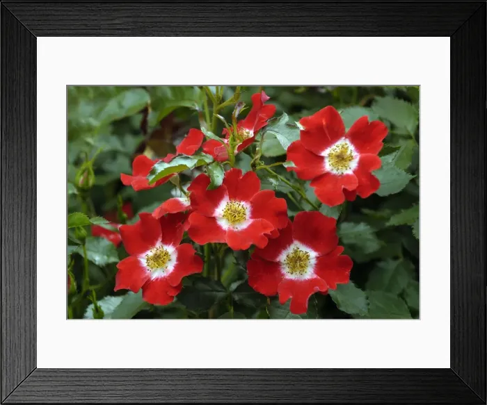 Framed Print : Rosa Eyepaint Framed Print : Rosa Eyepaint