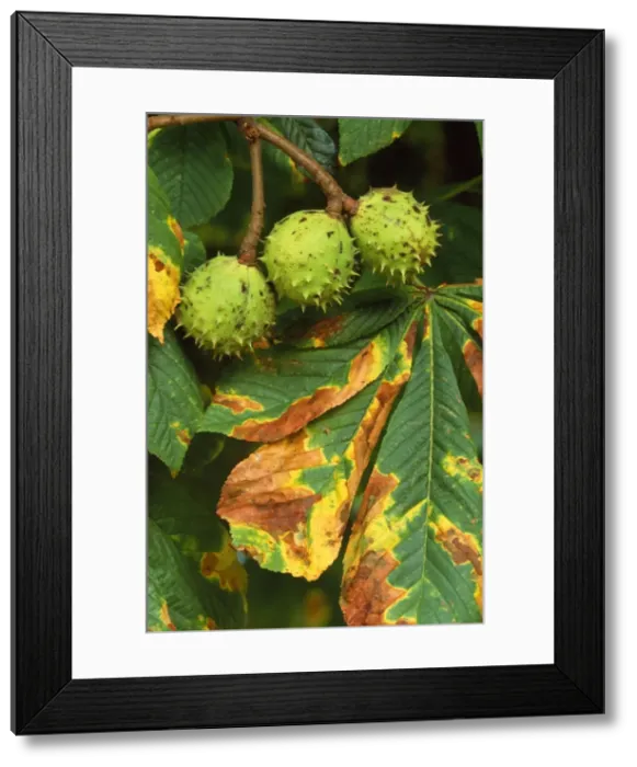 Framed Print : Horse Chestnut - fruit & leaves Framed Print : Horse Chestnut - fruit & leaves