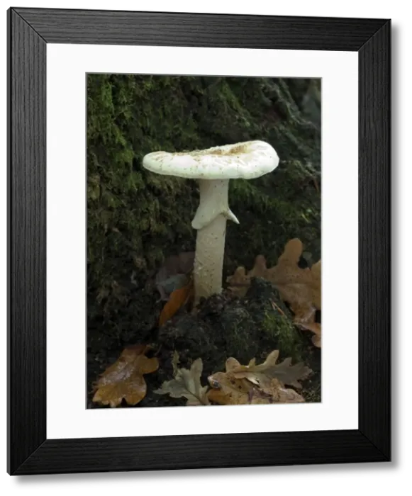 Framed Print : Fungi Amanita eliae October Knapp Wood Nature Reserve E. Sussex, UK Framed Print : Fungi Amanita eliae October Knapp Wood Nature Reserve E. Sussex, UK