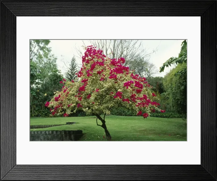 Framed Print : Bougainvillea Tree - climate change garden species Framed Print : Bougainvillea Tree - climate change garden species