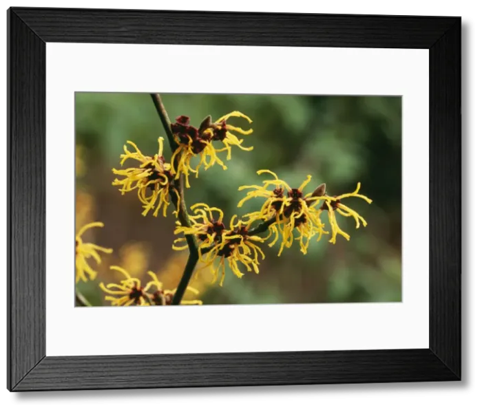 Framed Print : Witch Hazel Hamamelis x intermedia Primavera Kent garden Framed Print : Witch Hazel Hamamelis x intermedia Primavera Kent garden