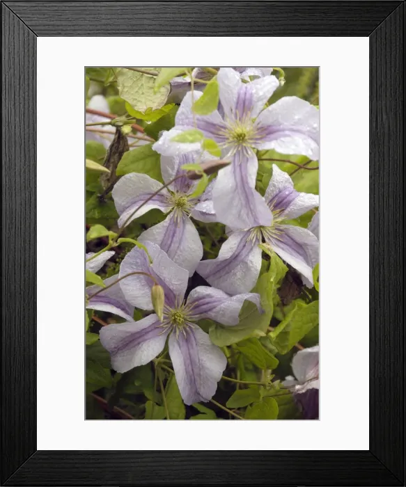 Framed Print : Clematis Emilia Plater East Sussex Garden, UK