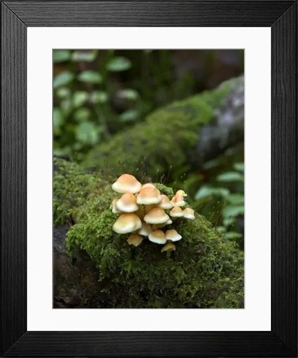 Framed Print : Fungi Sulphur Tuft on mossy trunk October Knapp Wood Nature Reserve E. Sussex, UK Framed Print : Fungi Sulphur Tuft on mossy trunk October Knapp Wood Nature Reserve E. Sussex, UK