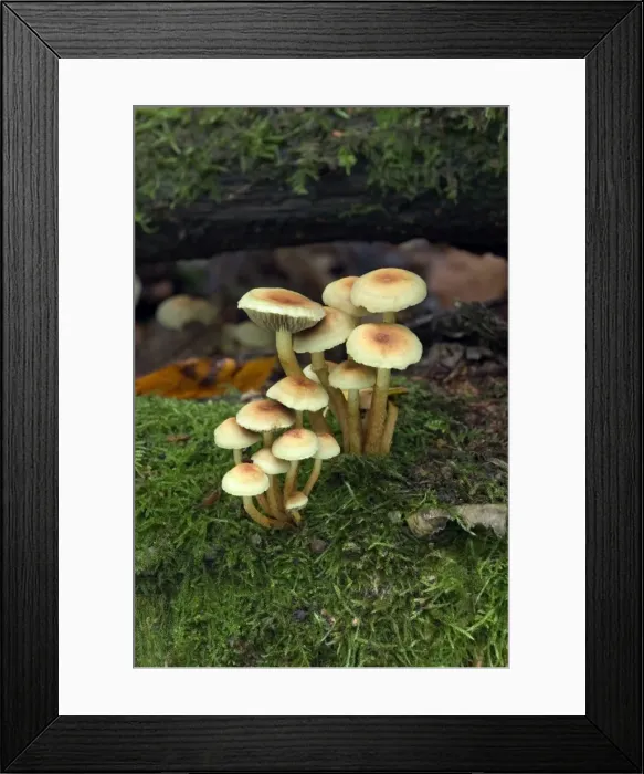 Framed Print : Fungi Hygrophorus leucophaeus October Knapp Wood Nature Reserve E. Sussex, UK Framed Print : Fungi Hygrophorus leucophaeus October Knapp Wood Nature Reserve E. Sussex, UK