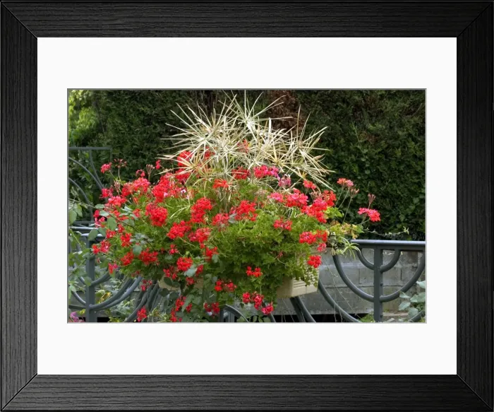 Framed Print : Town floral display of trailing geraniums & star shaped grasses - September Loire, France Framed Print : Town floral display of trailing geraniums & star shaped grasses - September Loire, France