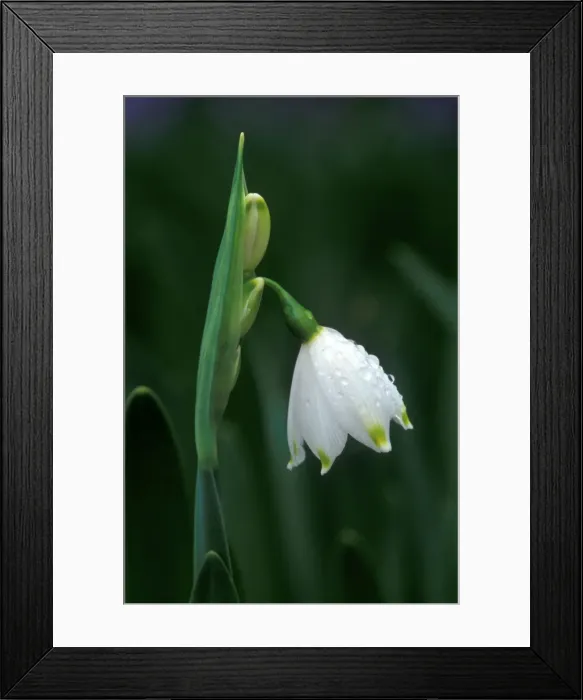 Framed Print : Summer Snowflake - March Kent garden. UK Framed Print : Summer Snowflake - March Kent garden. UK