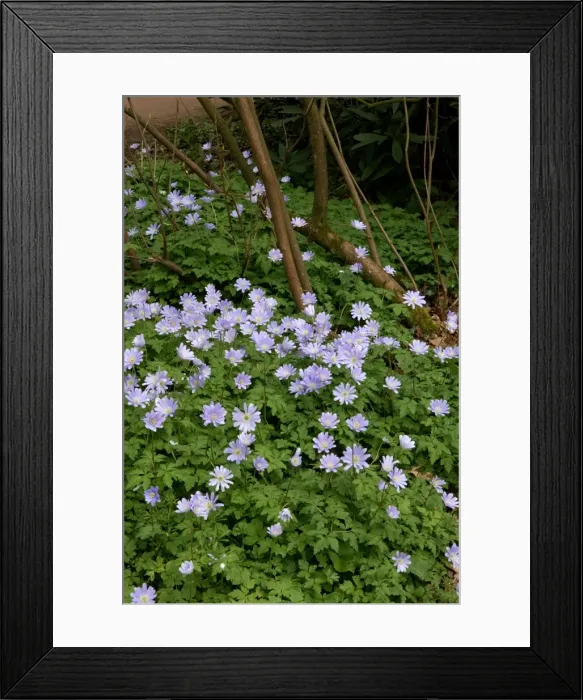 Framed Print : Anemone apennina - These found on woodland fringes. A spreading spring flower with thick rhizome. Seen in blue, pink or white. Gloucestershire arboretum Framed Print : Anemone apennina - These found on woodland fringes. A spreading spring flower with thick rhizome. Seen in blue, pink or white. Gloucestershire arboretum