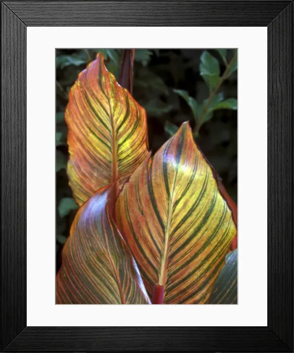 Framed Print : Canna Durban Striking ornamental foliage - October Kent garden, UK Framed Print : Canna Durban Striking ornamental foliage - October Kent garden, UK