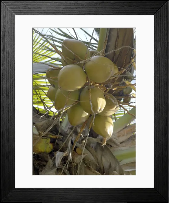 Framed Print : Fruits from the Coconut Palm. St. Lucia, Windward Islands. February Framed Print : Fruits from the Coconut Palm. St. Lucia, Windward Islands. February